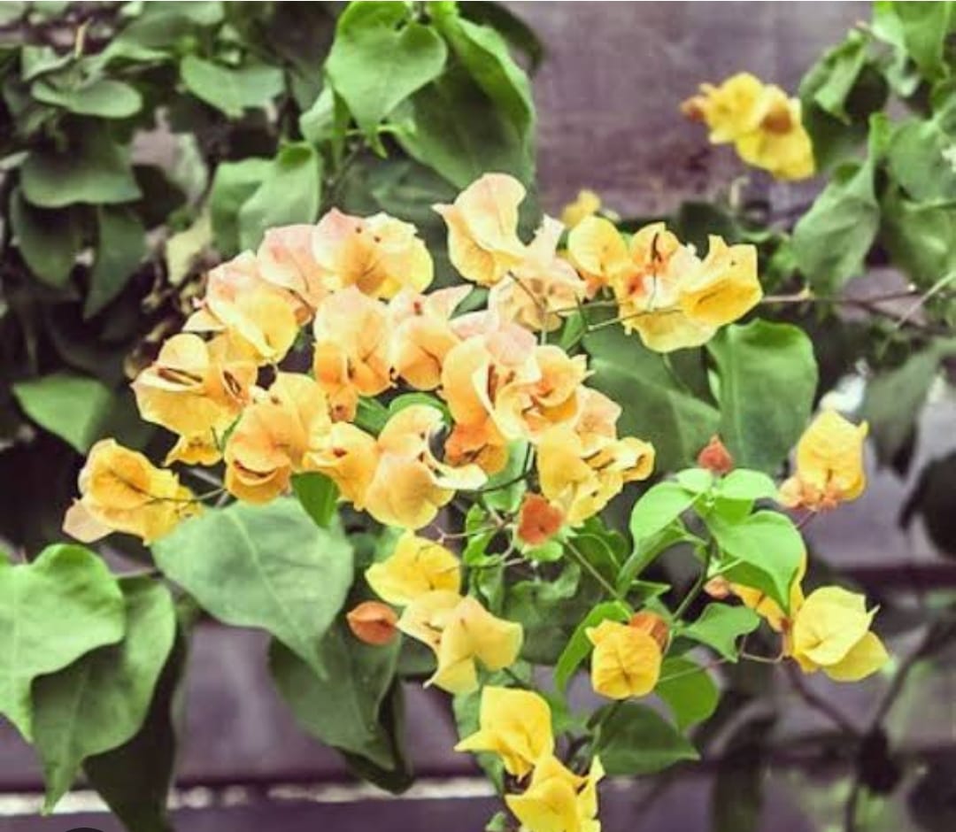 Foto Bunga Kertas III