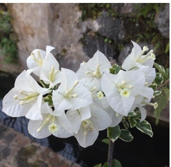 Foto Bunga Kertas II