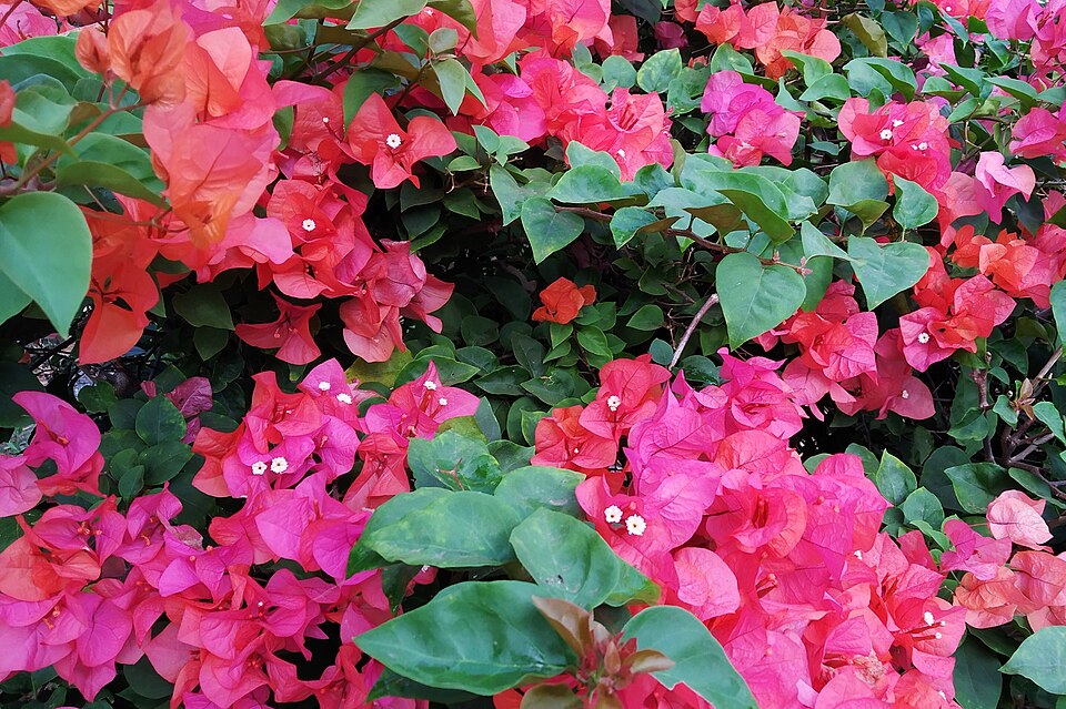 Foto Bunga Kertas IV