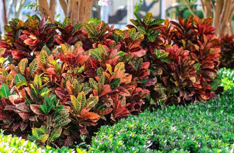 Foto Puding Emas III